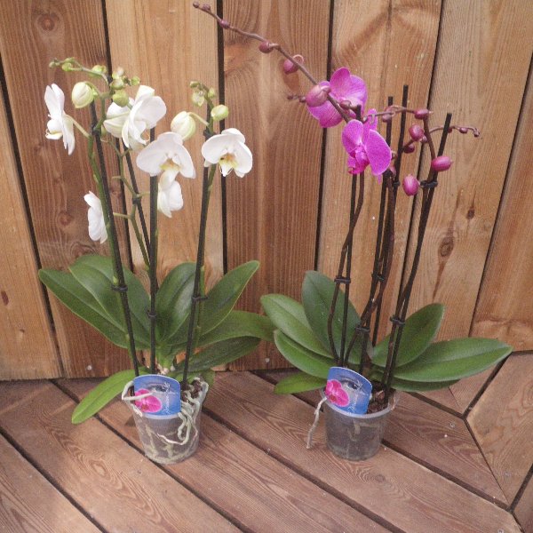 Orchideen in unterschiedlichen Farben Bild 1