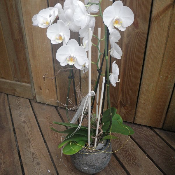 Orchidee im Umtopf mit Schmuck Bild 1