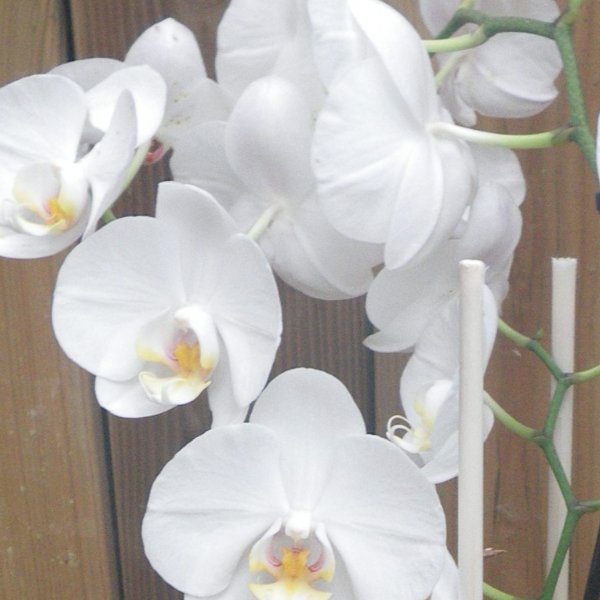 Orchidee im Umtopf mit Schmuck Bild 2